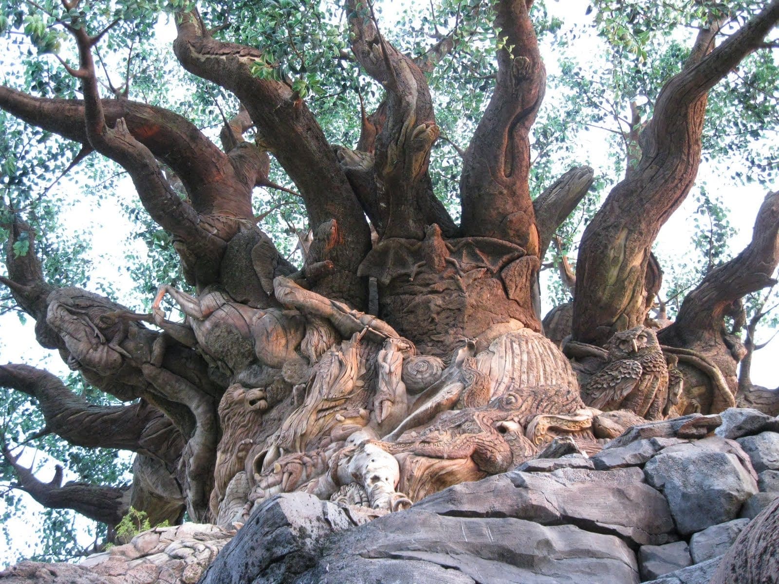 Disney's Animal Kingdom