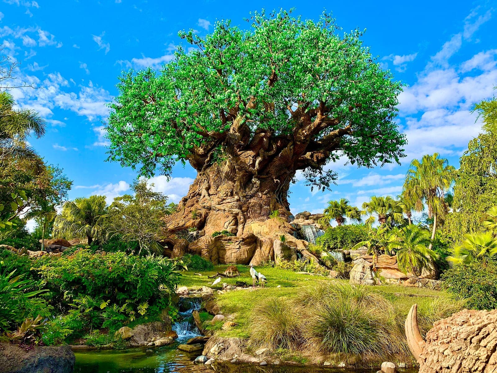 The Tree of Life at Disney's Animal Kingdom