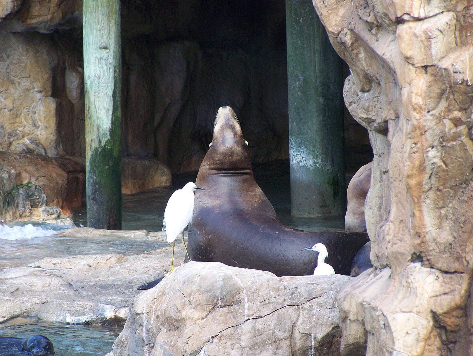 A sea lion in its habitat at SeaWorld Orlando